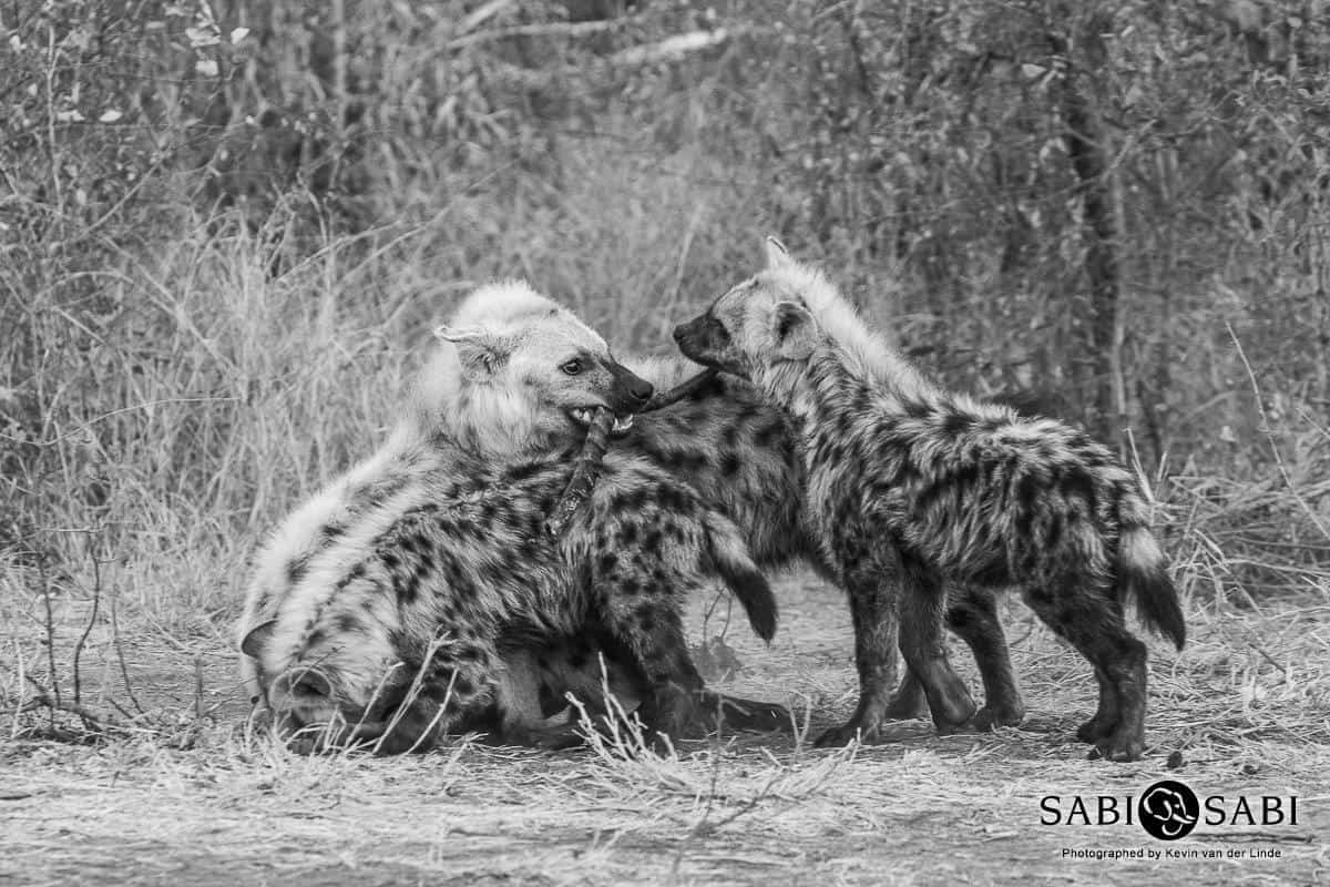 33Kevin Van Der Linde Hyena 04082019 Final 33Kevin Van Der Linde Hyena 04082019 Final