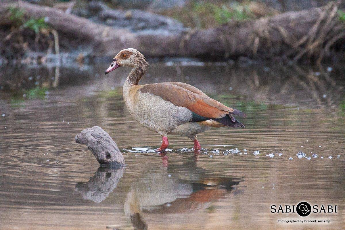 37Frederik Aucamp Egyptian Goose 11 08 2019 Final 37Frederik Aucamp Egyptian Goose 11 08 2019 Final