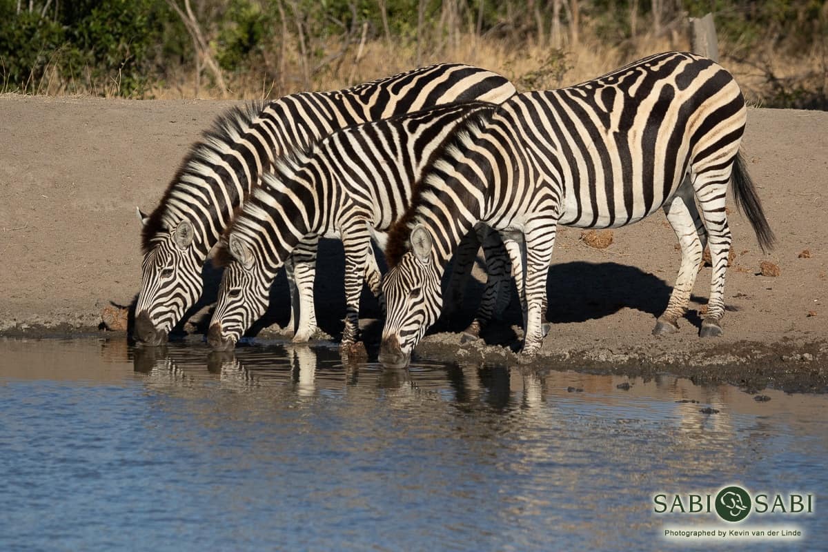 41 Kevin Van Der Linde Zebra 26082019 41 Kevin Van Der Linde Zebra 26082019
