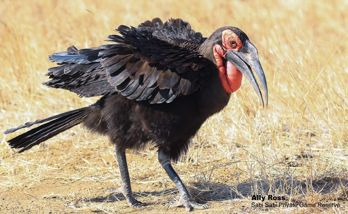 01Ally Ross Southern Gound Hornbill 02 Final 01Ally Ross Southern Gound Hornbill 02 Final