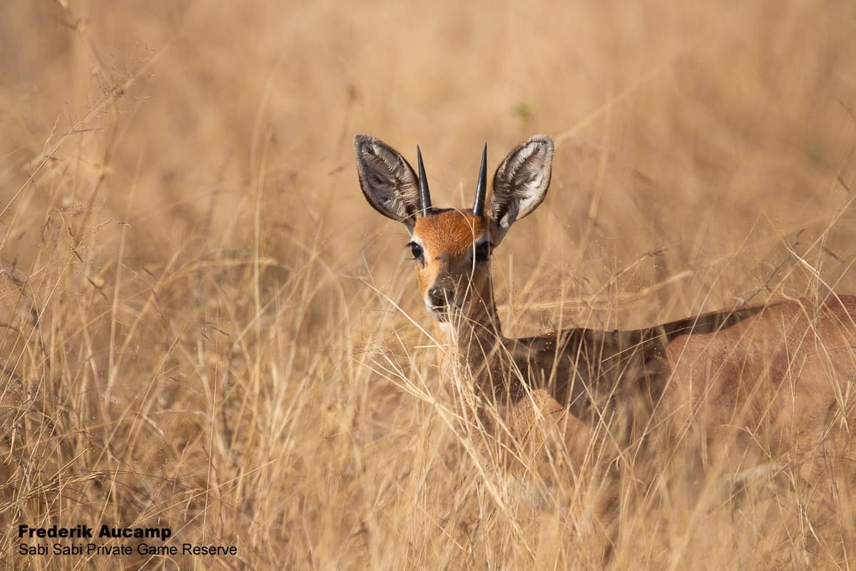 01Frederik Aucamp Steenbok 03 09 2019 9 Final 01Frederik Aucamp Steenbok 03 09 2019 9 Final