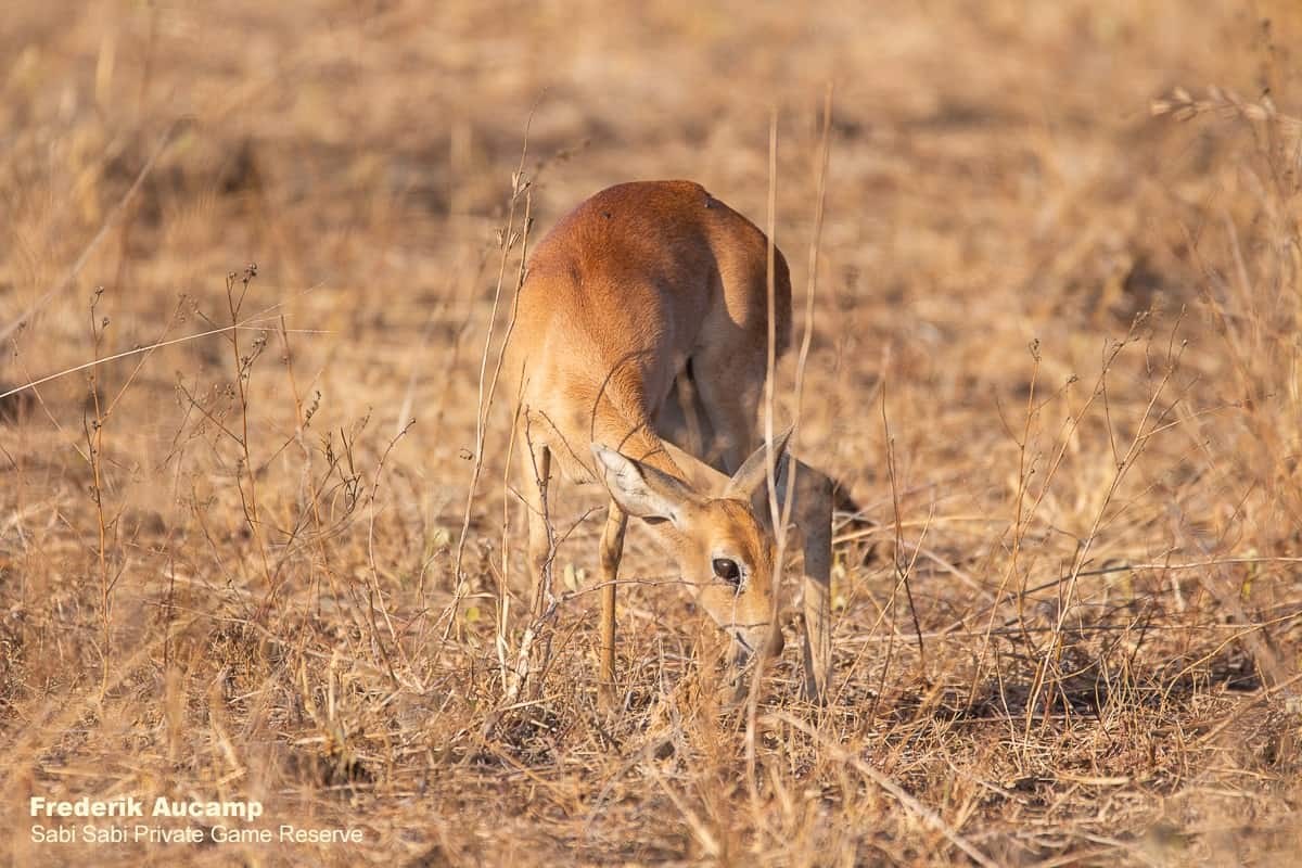 04Frederik Aucamp Steenbok 03 09 2019 2 Final