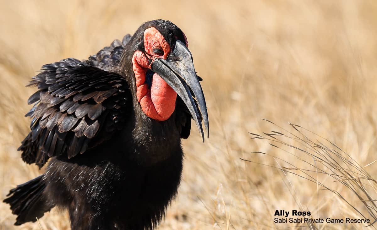 07Ally Ross Southern Gound Hornbill 01  Final 07Ally Ross Southern Gound Hornbill 01  Final