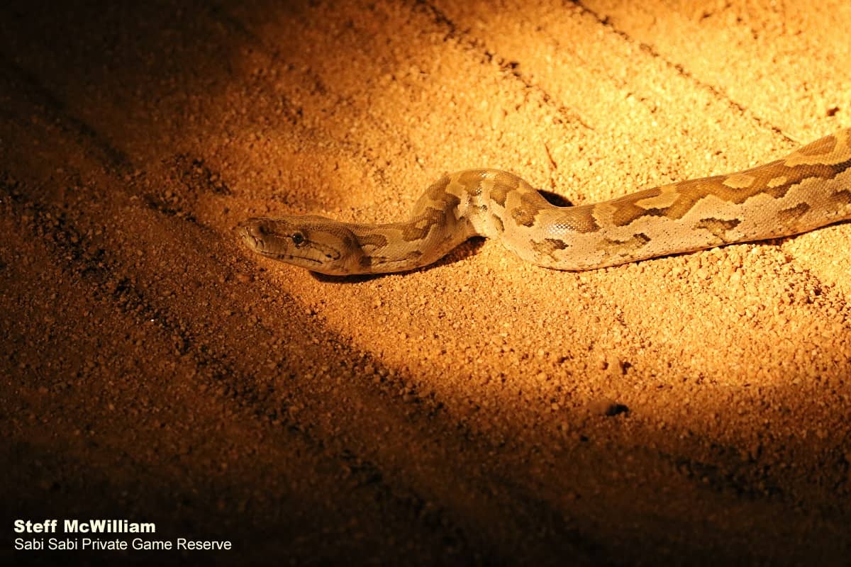 Southern African Rock Python | Sabi Sabi