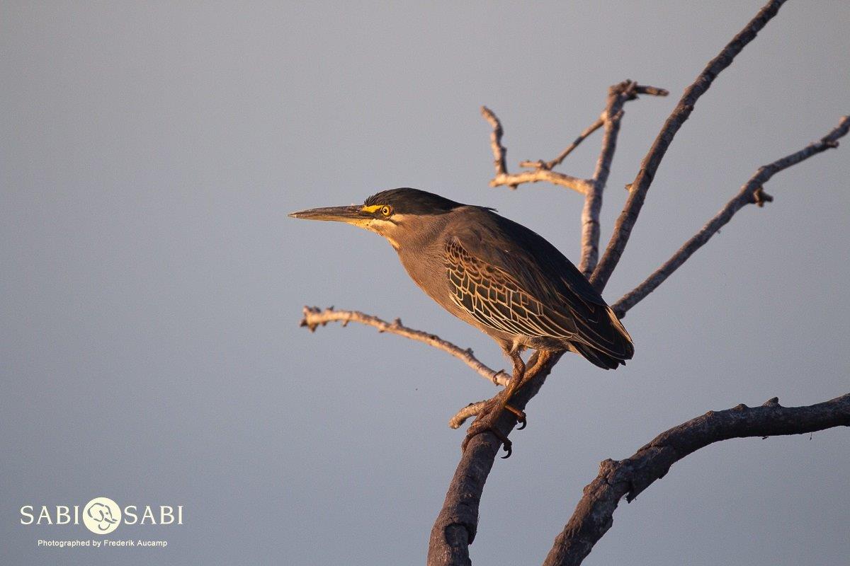 08Frederik Aucamp Green Backed Heron 15 07 2019 Final 08Frederik Aucamp Green Backed Heron 15 07 2019 Final
