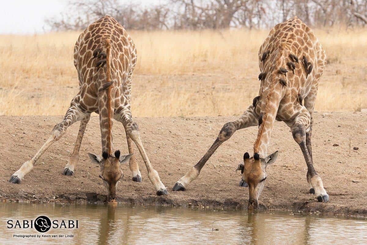 10Kevin Van Der Linde Giraffe 01092019 Final 10Kevin Van Der Linde Giraffe 01092019 Final