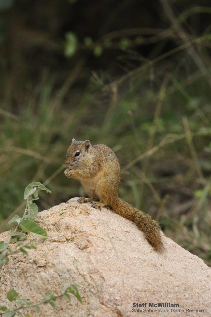 11Steff McWilliam Smiths Bush Squirrel 12 03 19 Final 11Steff McWilliam Smiths Bush Squirrel 12 03 19 Final