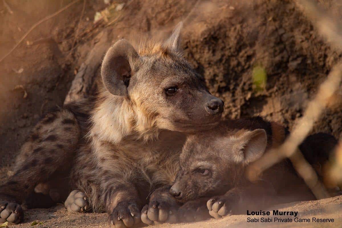 12Louise Murray Hyena 15092019 Final 12Louise Murray Hyena 15092019 Final
