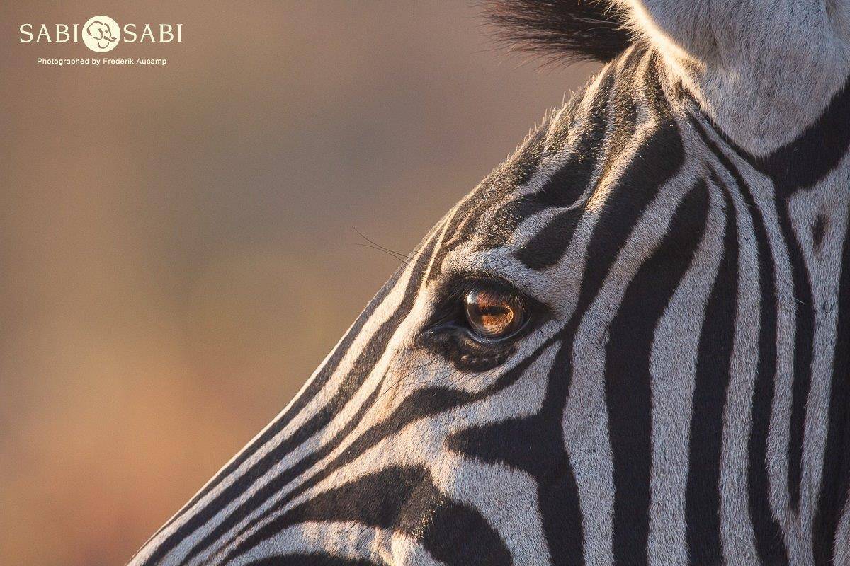 13Frederik Aucamp Plains Zebra 15 07 2019 Final 13Frederik Aucamp Plains Zebra 15 07 2019 Final