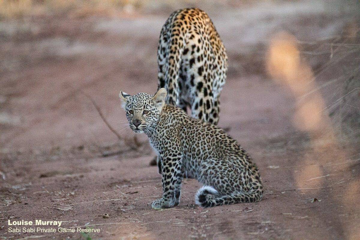 16Louise Murray Scotia And Cub 09092019 16 Final