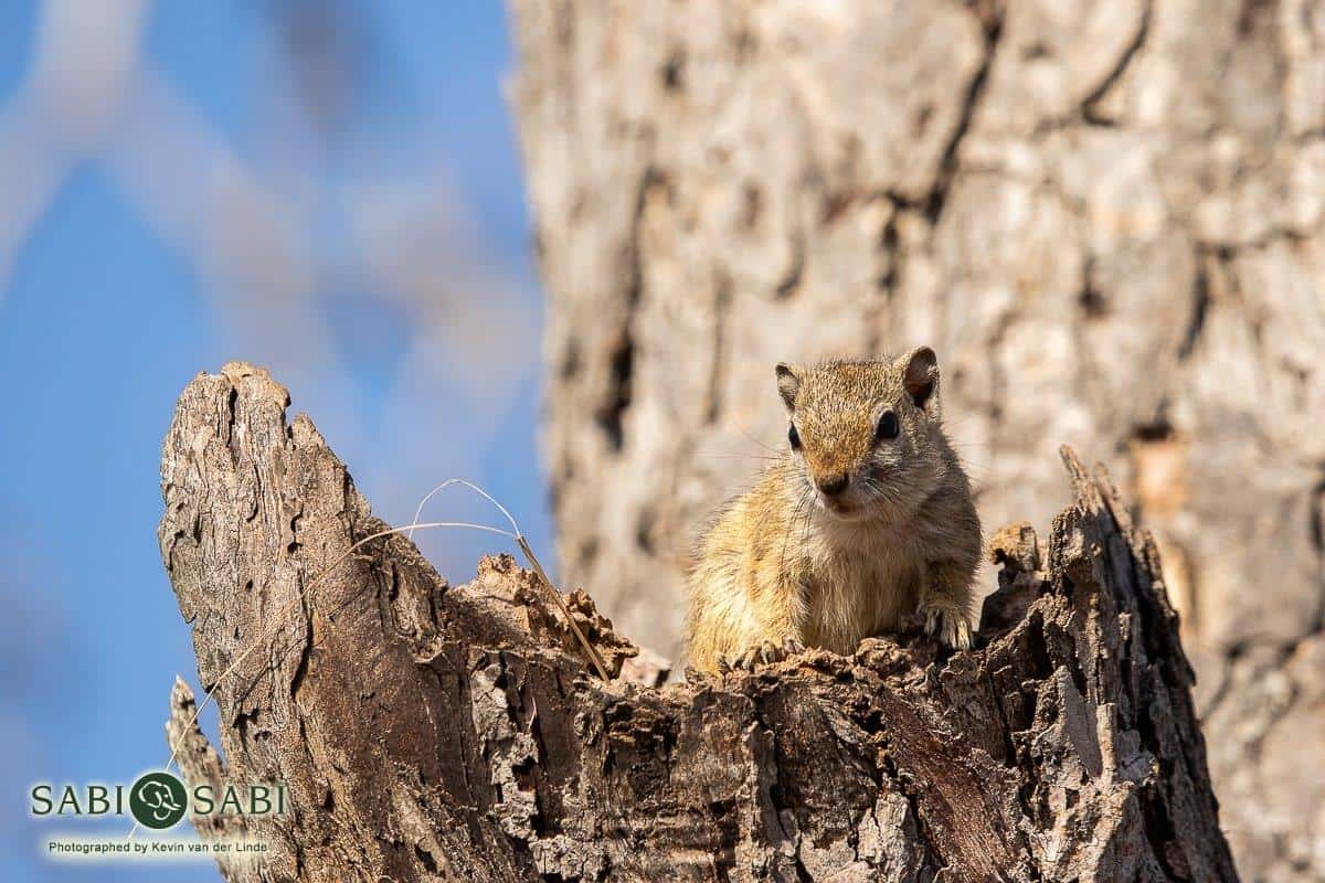 17Kevin Van Der Linde Squirrel 14072019 Final 17Kevin Van Der Linde Squirrel 14072019 Final
