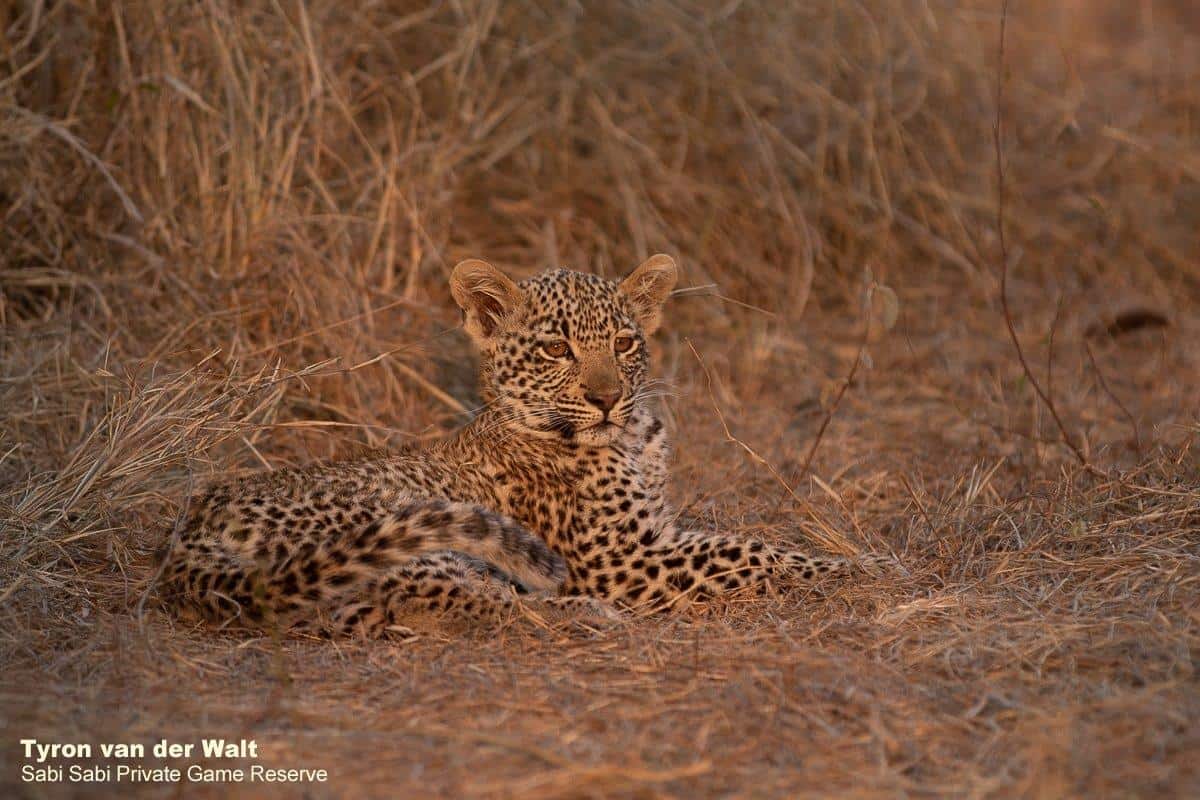 23Tyron Van Der Walt Scotia Aqnd Cub 21092019 4 Final 23Tyron Van Der Walt Scotia Aqnd Cub 21092019 4 Final