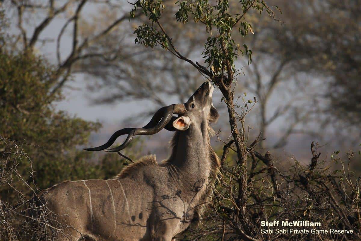 29Steff McWilliam Kudu 04092019 Final 29Steff McWilliam Kudu 04092019 Final