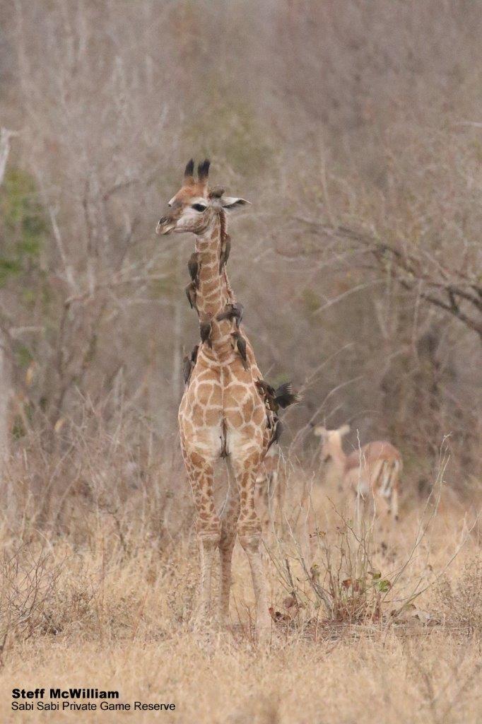 30Steff McWilliam Baby Giraffe 17092019 Final 30Steff McWilliam Baby Giraffe 17092019 Final