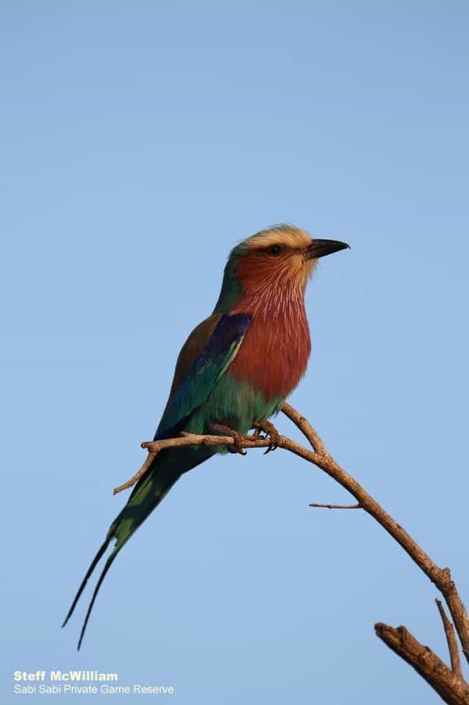 30Steff McWilliam Lilac Breasted Roller 04092019 Final 30Steff McWilliam Lilac Breasted Roller 04092019 Final