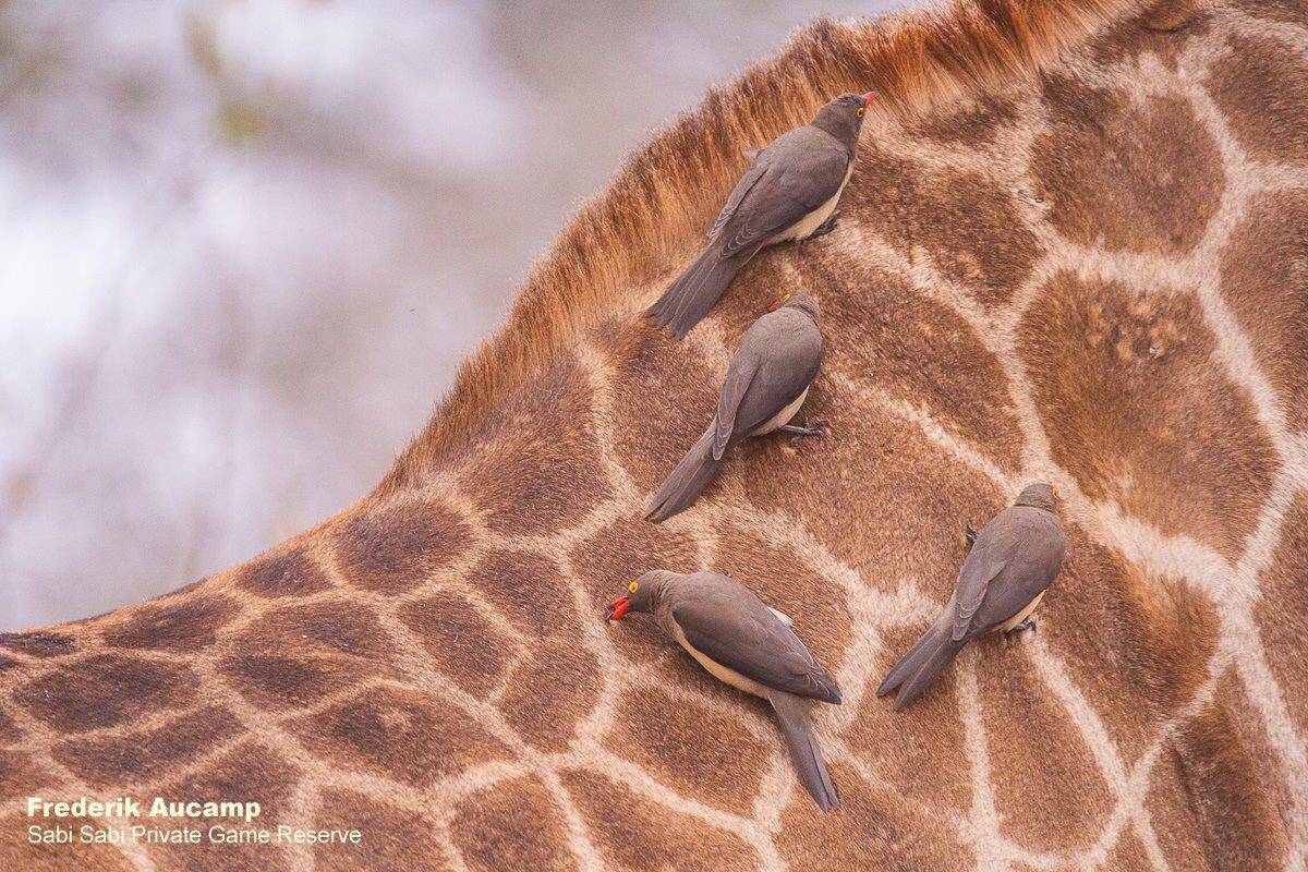 34Frederik Aucamp Red Billed Oxpeckers On Giraffe 11 08 2019 Final 34Frederik Aucamp Red Billed Oxpeckers On Giraffe 11 08 2019 Final