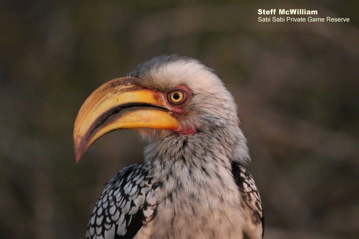 37Steff McWilliam Yellow Billed Hornbill 02092019 Final 37Steff McWilliam Yellow Billed Hornbill 02092019 Final