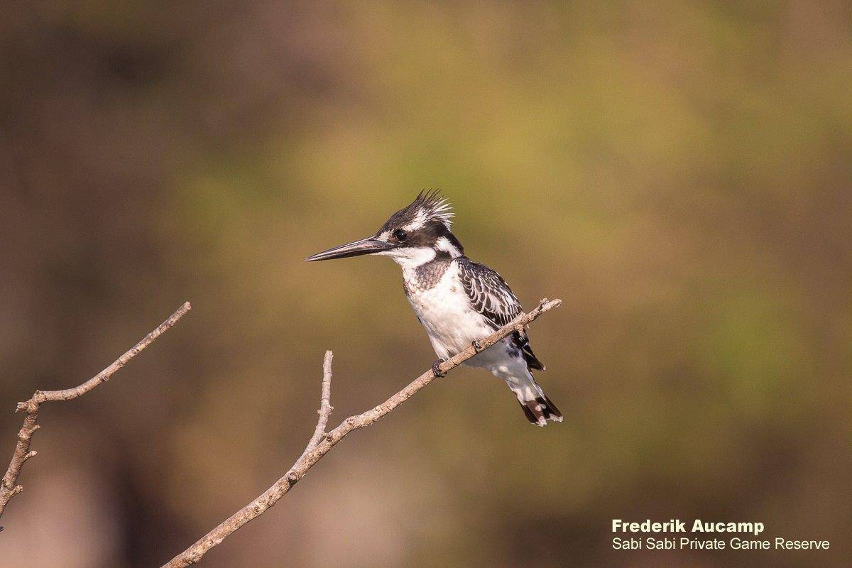 38Frederik Aucamp Pied Kingfisher 11 08 2019 Final 38Frederik Aucamp Pied Kingfisher 11 08 2019 Final