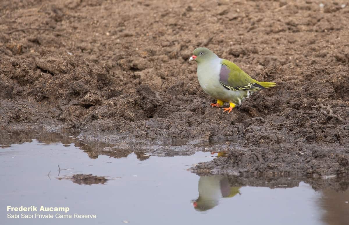 01Frederik Aucamp African Green Pigeon 07 07 2019 Final 01Frederik Aucamp African Green Pigeon 07 07 2019 Final