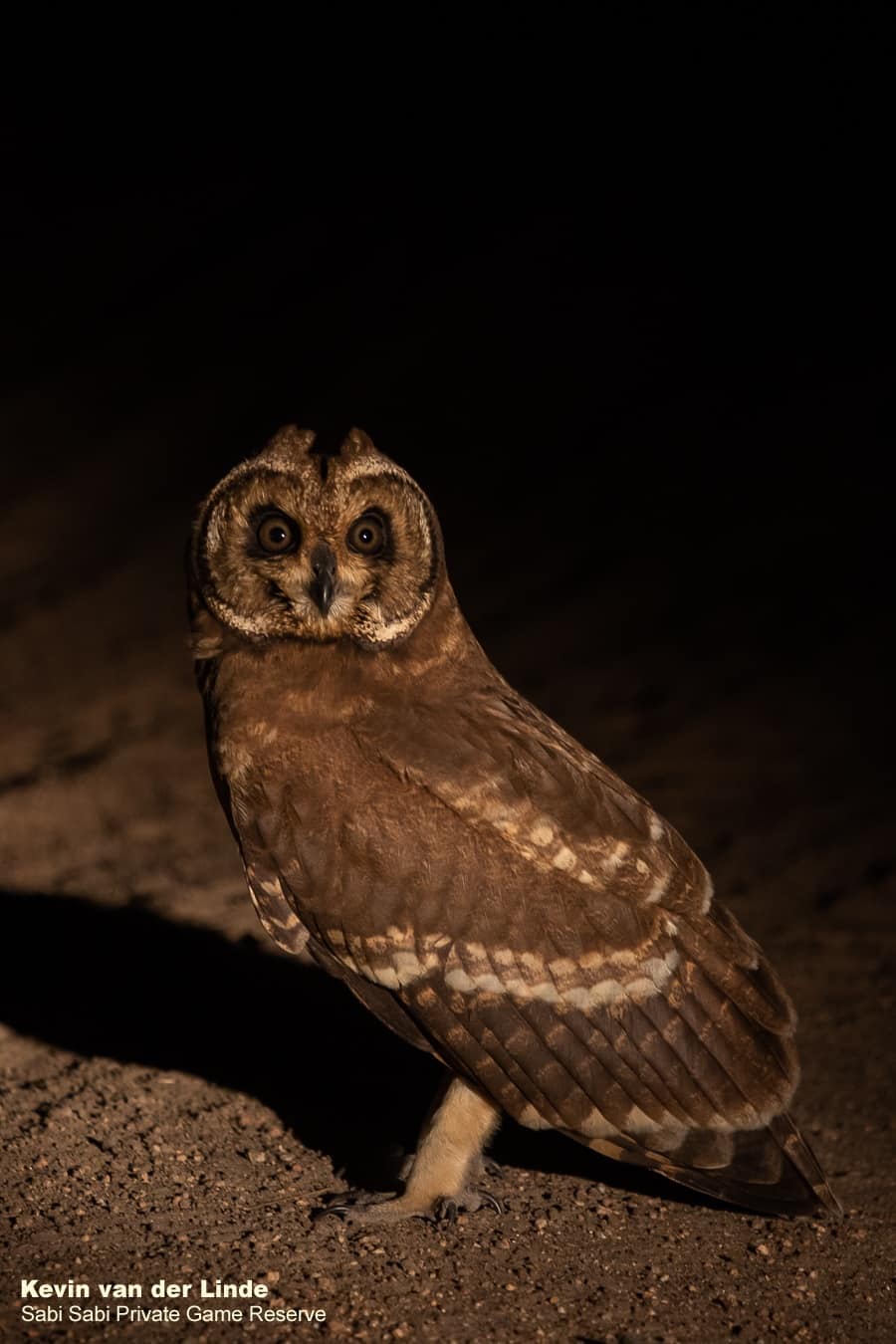 01Kevin Van Der Linde Marsh Owl 02092019 Final 01Kevin Van Der Linde Marsh Owl 02092019 Final