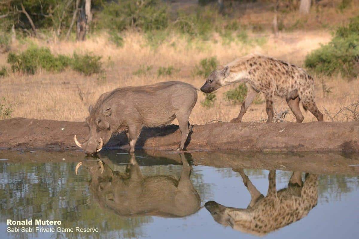 01Ronald Mutero Hyena 23092019 Final