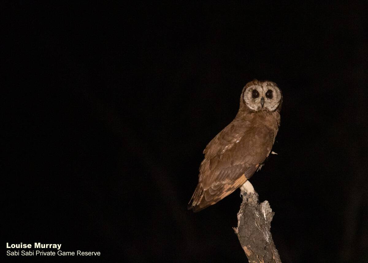 02Louise Murray Marsh Owl 03072019 Final 02Louise Murray Marsh Owl 03072019 Final