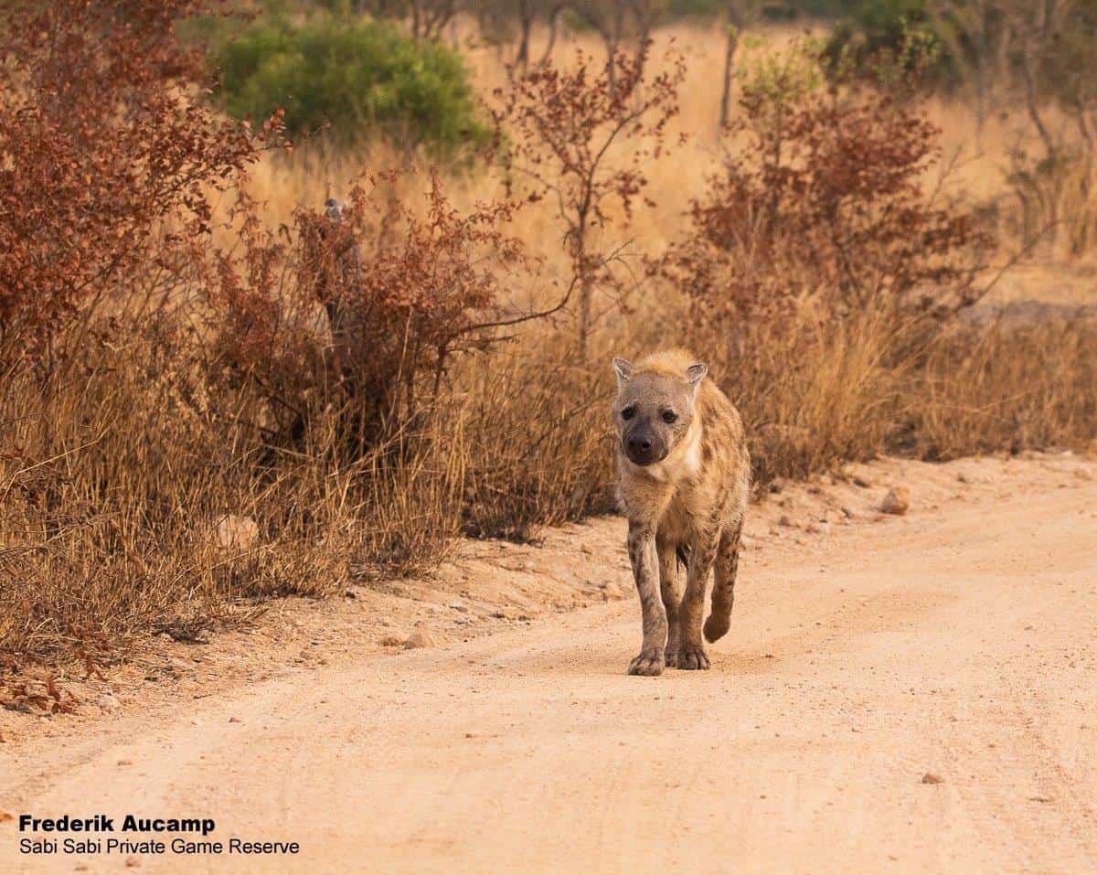 03Frederik Aucamp Spotted Hyena 02 08 2019 Final 03Frederik Aucamp Spotted Hyena 02 08 2019 Final