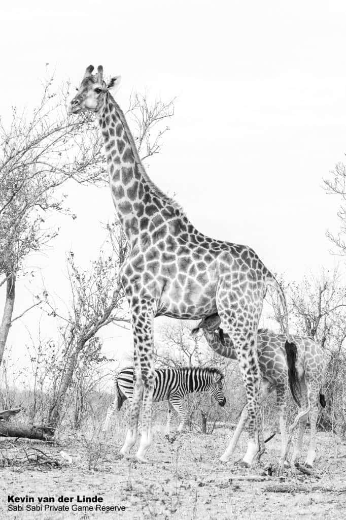 04Kevin Van Der Linde Giraffe 26092019 Final 04Kevin Van Der Linde Giraffe 26092019 Final
