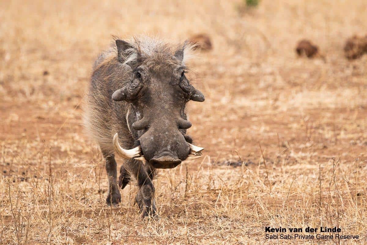 05Kevin Van Der Linde Warthog 10082019 Final 05Kevin Van Der Linde Warthog 10082019 Final