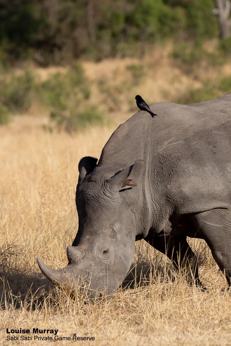 05Louise Murray Rhino 14092019 Final