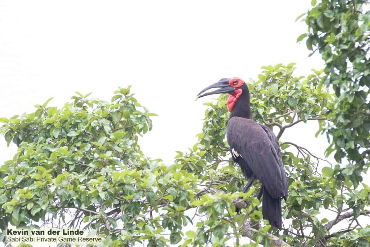 06Kevin Van Der Linde Ground Hornbill 05032019 Final 06Kevin Van Der Linde Ground Hornbill 05032019 Final
