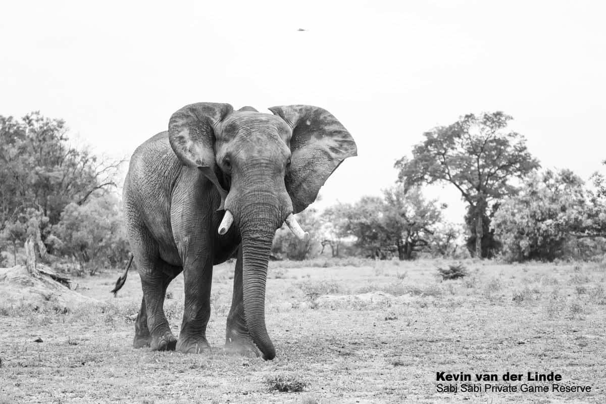 07Kevin Van Der Linde Elephant 25012019 Final 07Kevin Van Der Linde Elephant 25012019 Final