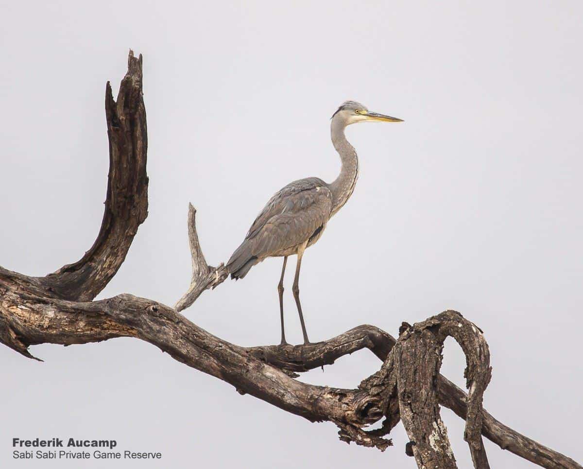 08Frederik Aucamp Grey Heron 07 07 2019 Final 08Frederik Aucamp Grey Heron 07 07 2019 Final