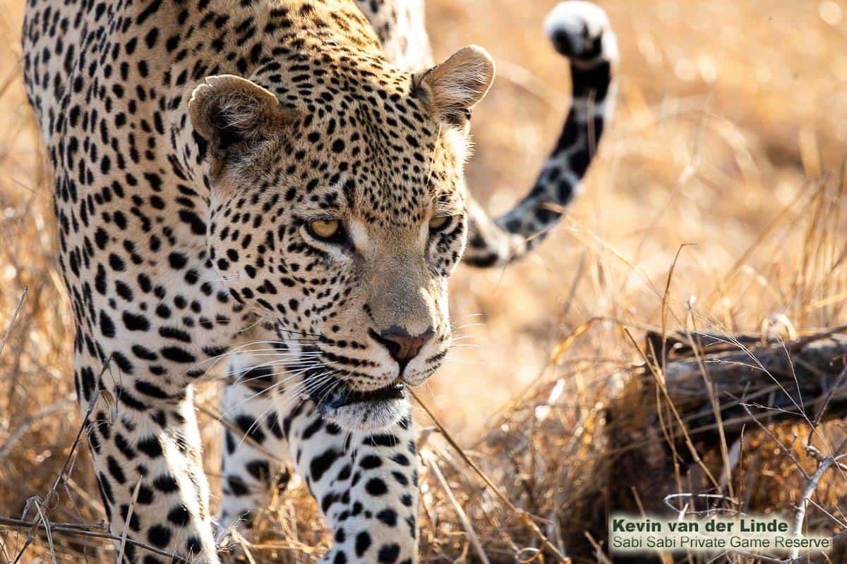 27Kevin Van Der Linde White Dam 04102019 Final