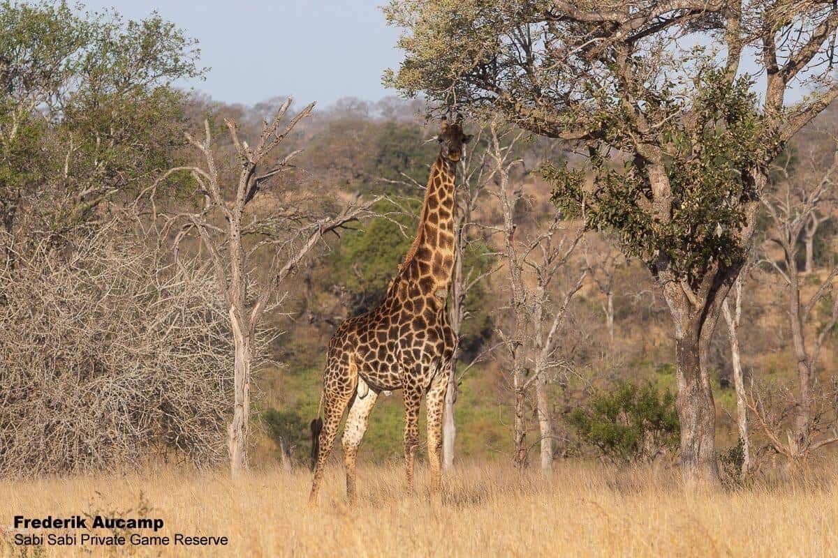35Frederik Aucamp Giraffe Bull 03 10 2019 Final 35Frederik Aucamp Giraffe Bull 03 10 2019 Final