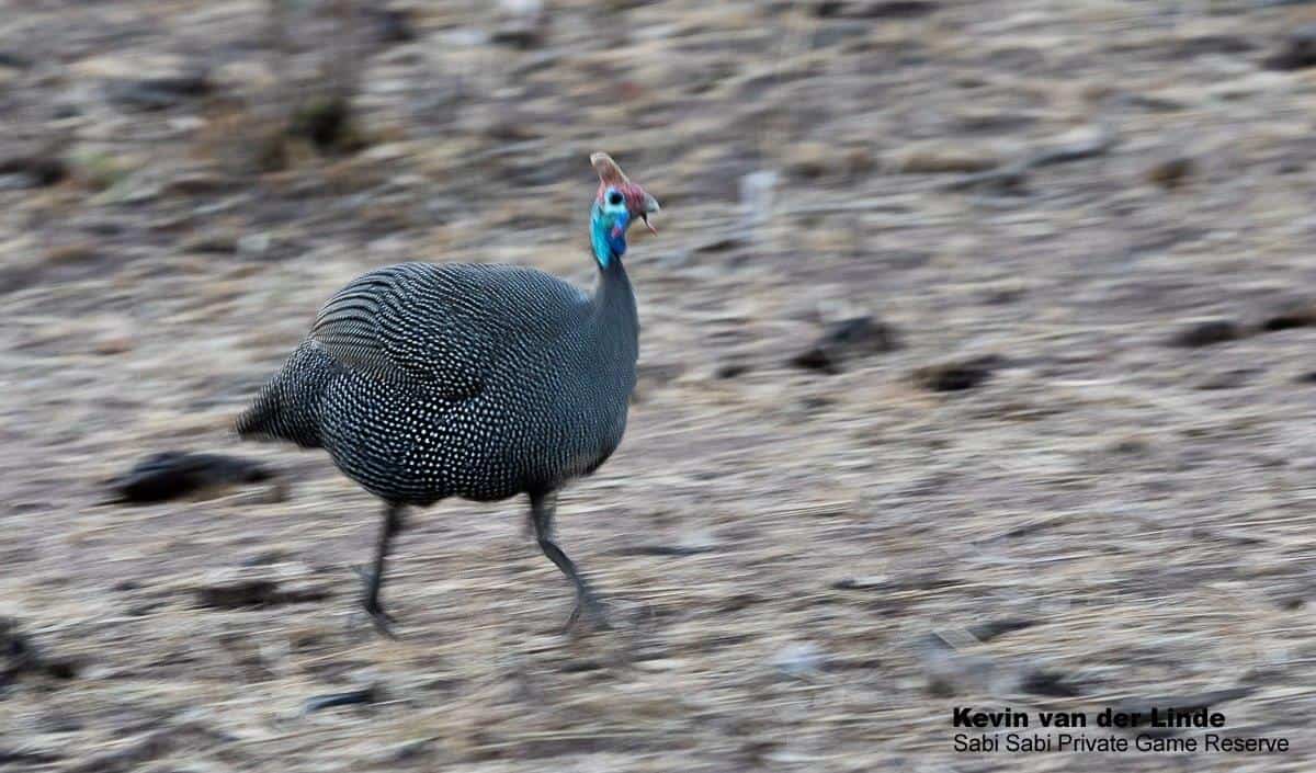 37Kevin Van Der Linde Helmeted Guineafowl 03102019 Final 37Kevin Van Der Linde Helmeted Guineafowl 03102019 Final