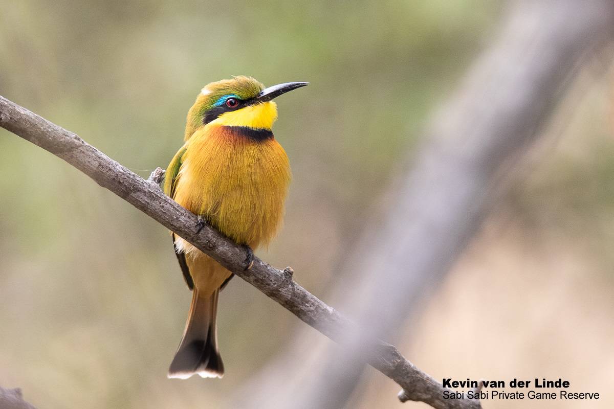 01Kevin Van Der Linde Little Bee Eater 26062019 Final 01Kevin Van Der Linde Little Bee Eater 26062019 Final