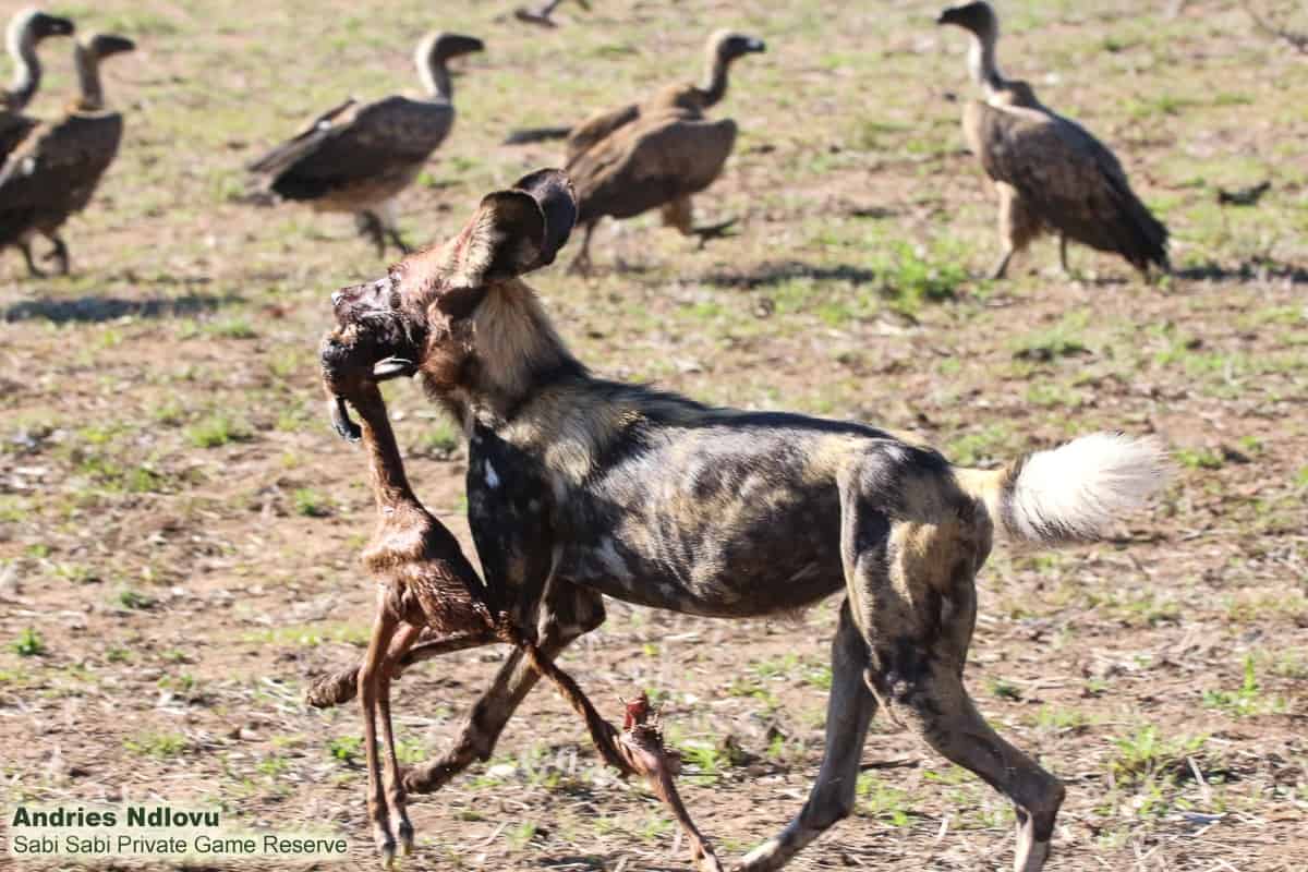01andries Ndlovu Wild Dogs 151119 5 Final 01andries Ndlovu Wild Dogs 151119 5 Final