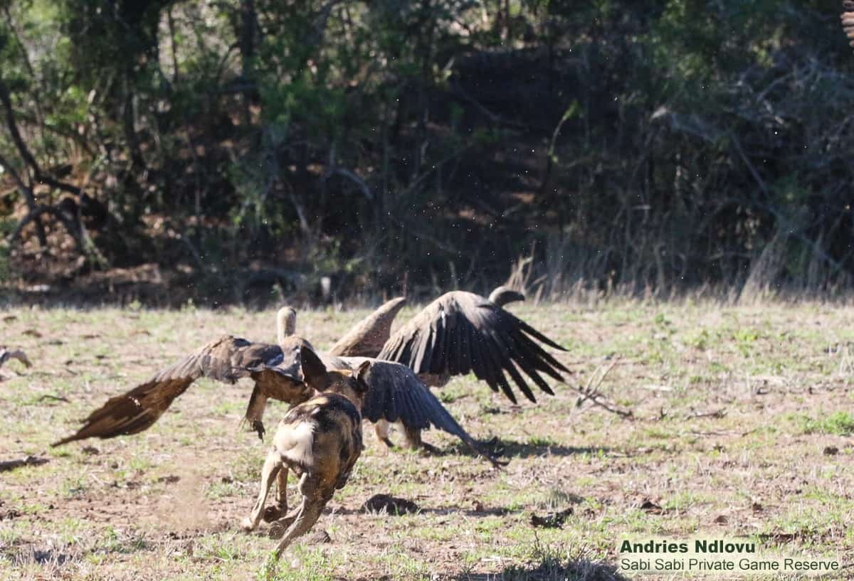 02andries Ndlovu Wild Dogs 151119 2 Final 02andries Ndlovu Wild Dogs 151119 2 Final