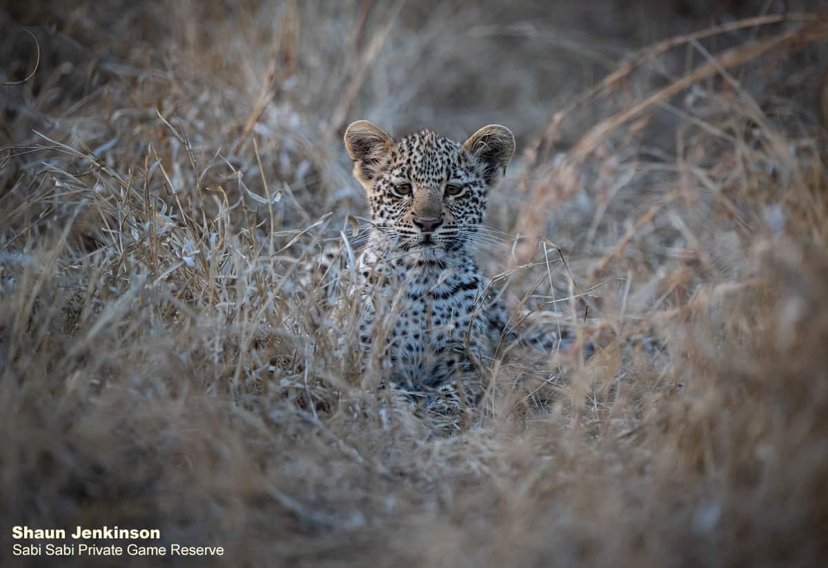 03Shaun Jenkinson Scotia And Cub 2 Final