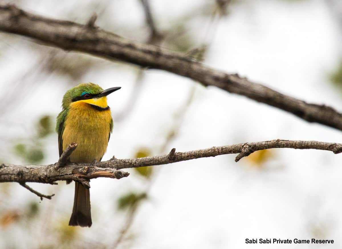 04Kevan Dobbie Little Bee Eater 1 Final