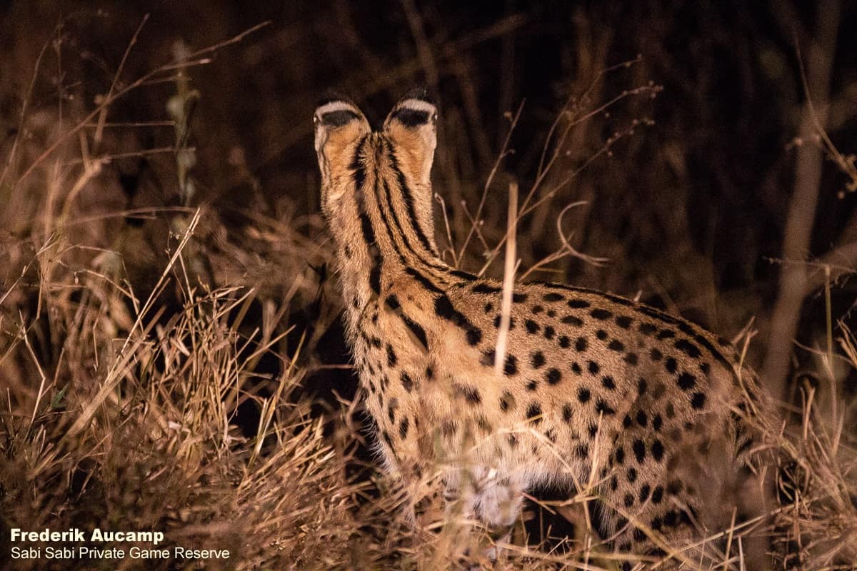 05Frederik Aucamp Serval 23 10 2019 Final