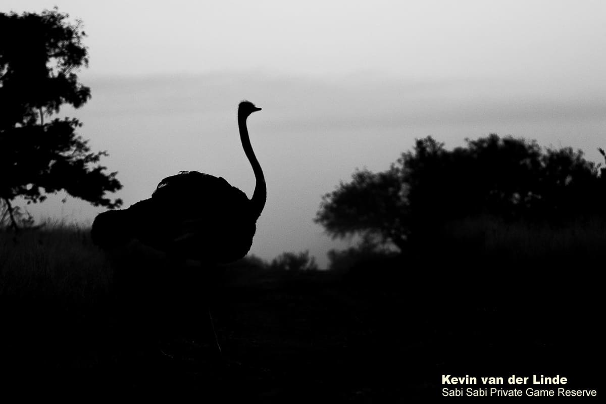 05Kevin Van Der Linde Ostrich 11052019 Final