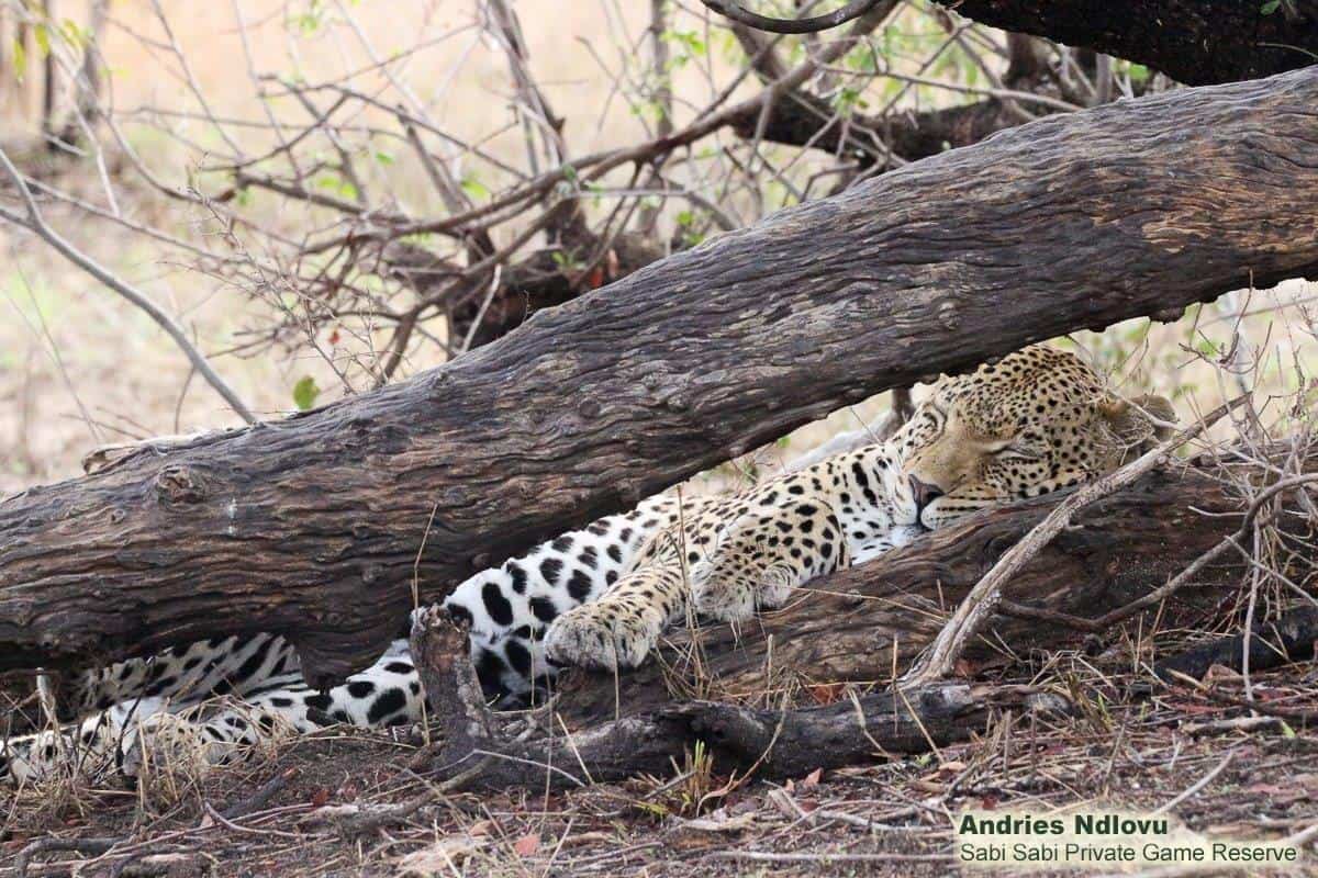 05andries Ndlovu Leopard White Dam 201121 1 Final 05andries Ndlovu Leopard White Dam 201121 1 Final