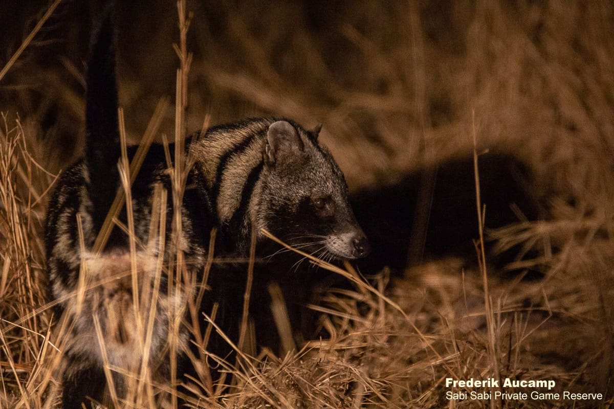 06Frederik Aucamp African Civet 23 10 2019 Final