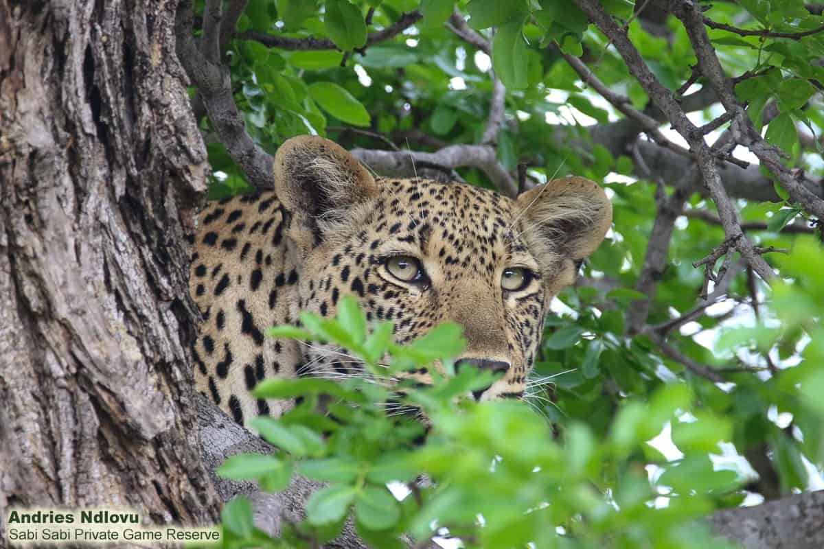 08andries Ndlovu Leopard Schotia 271119 4 Final