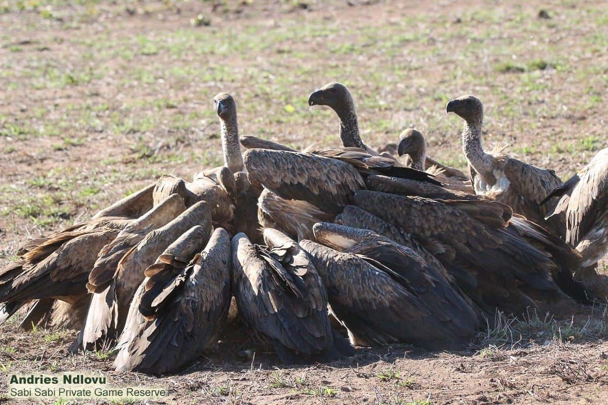 24andries Ndlovu Vultures 161119 2 Final 24andries Ndlovu Vultures 161119 2 Final