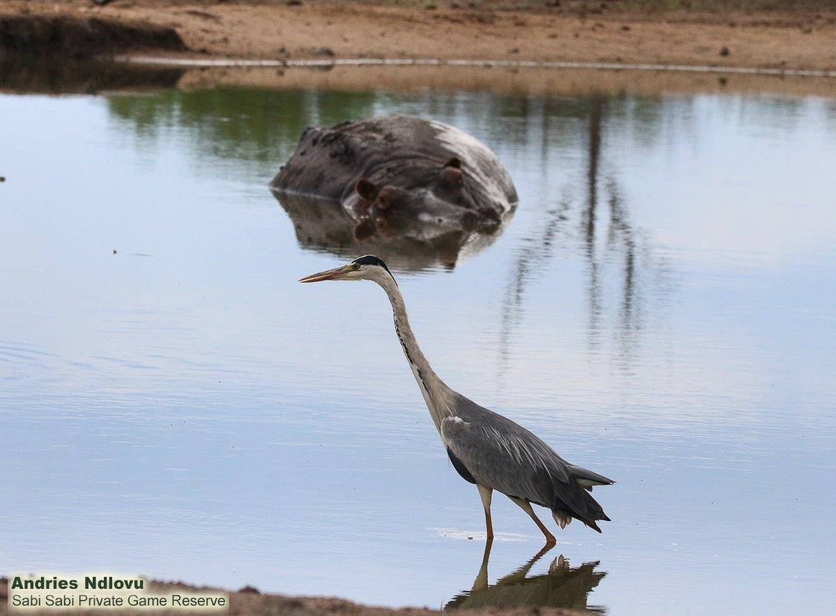 32andries Ndlovu Grey Heron And Hippo 191119 Final 32andries Ndlovu Grey Heron And Hippo 191119 Final