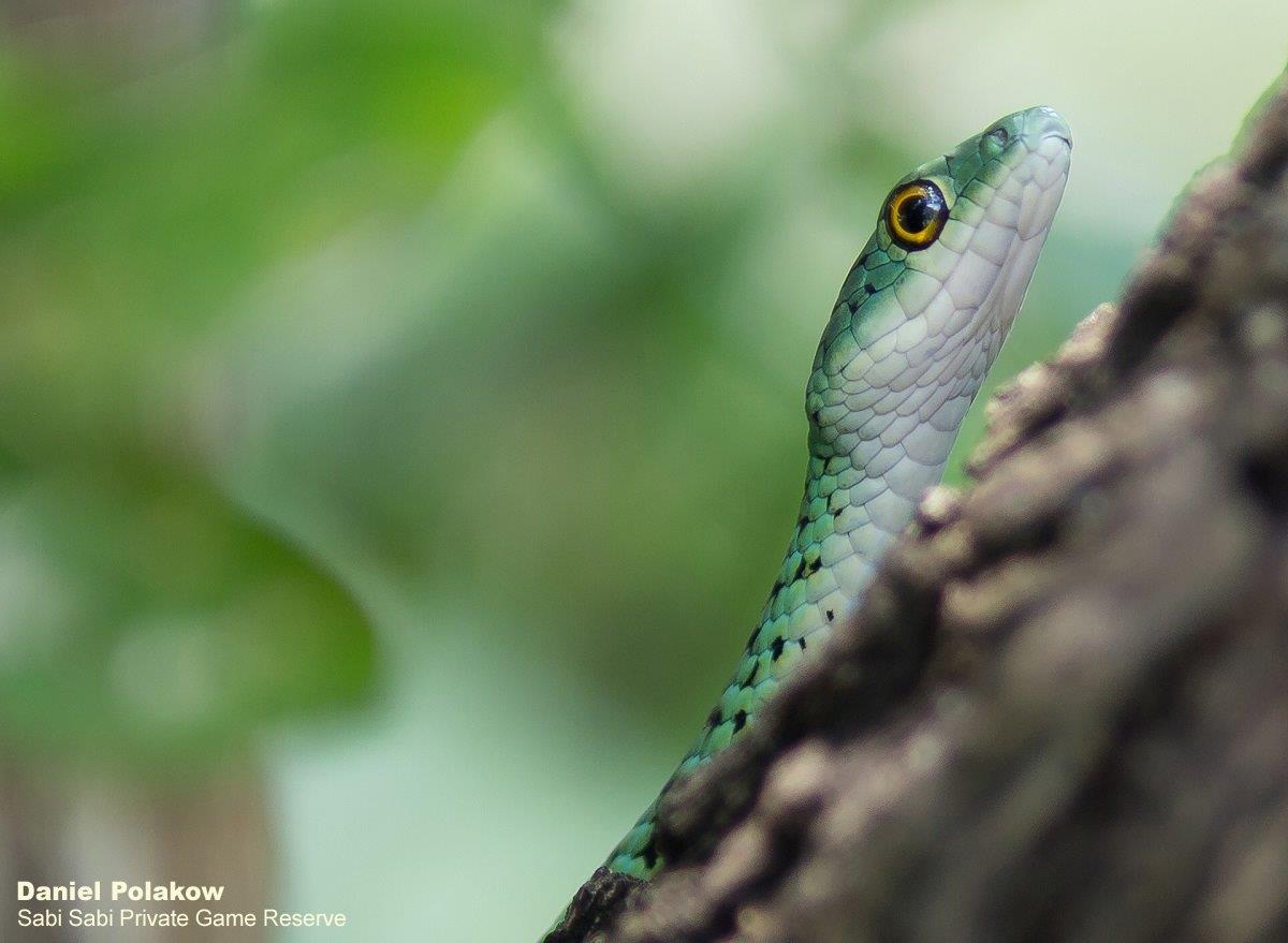 33Daniel Polakow Spotted Bush Snake Final 33Daniel Polakow Spotted Bush Snake Final
