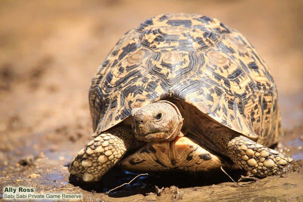 36Ally Ross 20191116 Leopard Tortoise 01 Final 36Ally Ross 20191116 Leopard Tortoise 01 Final